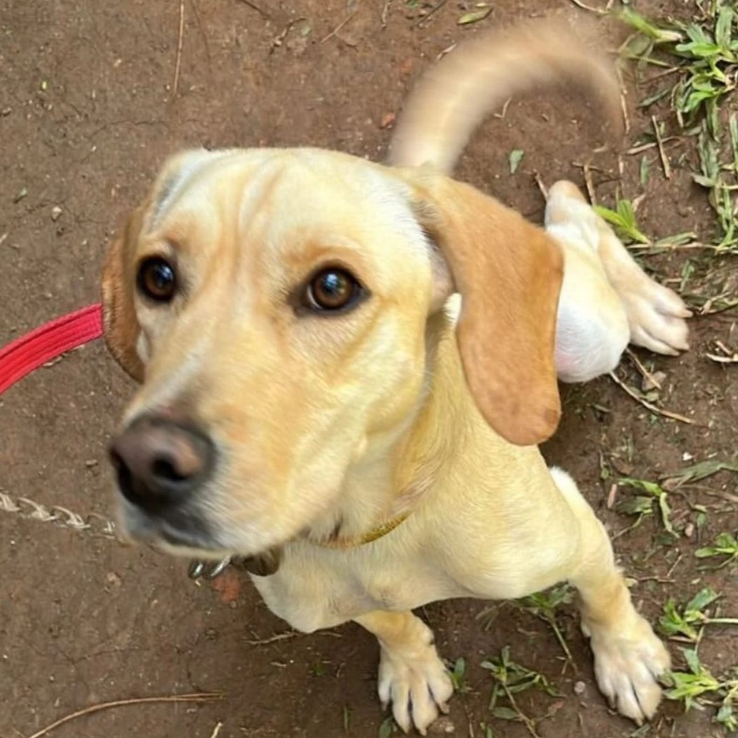 Foto do Simba